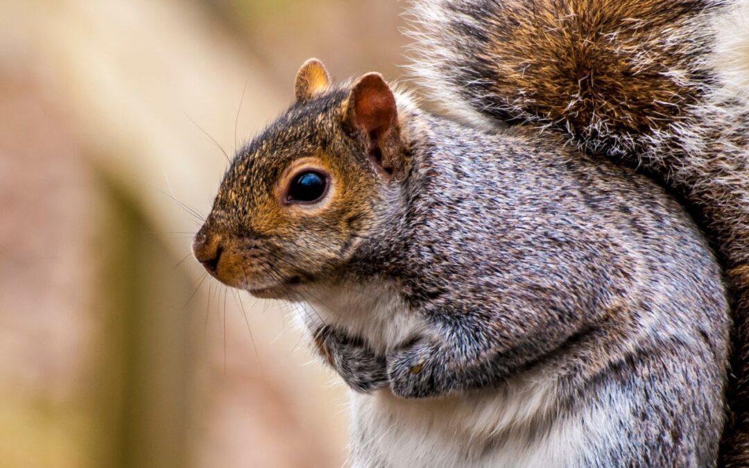 Top 5 Tips to Keep Squirrels Away from Your Property